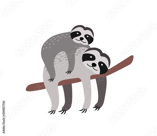 Sloth with baby resting on tree branch isolated on white background