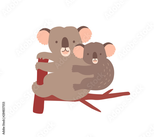 Koala with baby on tree branch isolated on white background