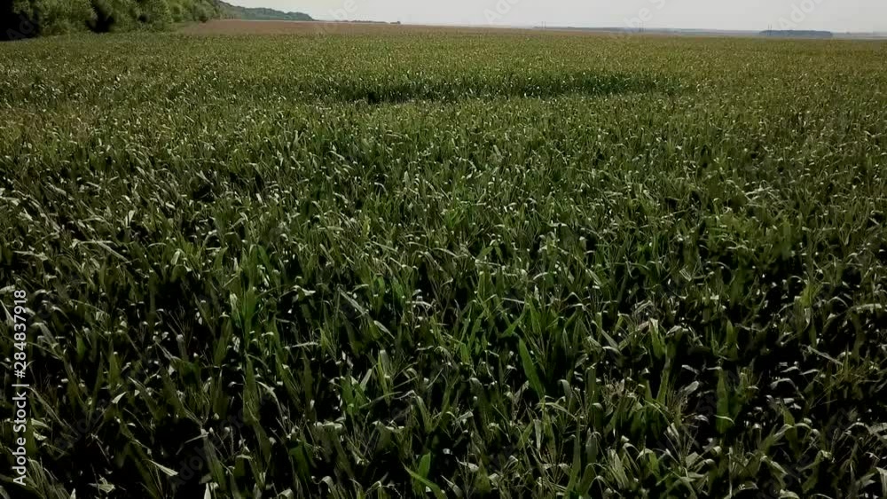 Aerial view of corn field. Corn green field Aerial view of corn field. Corn green field
