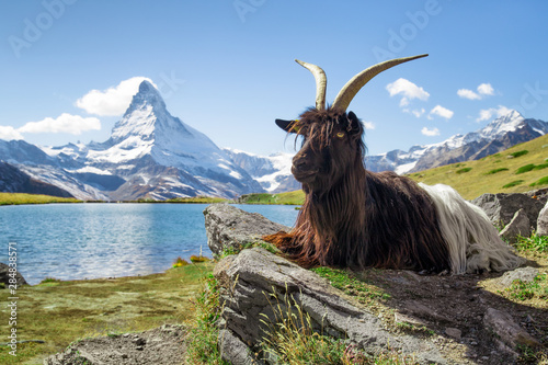 Valais blackneck goat sitting in front of Stellisee and Matterhorn mountain, Canton of Valais, Switzerland