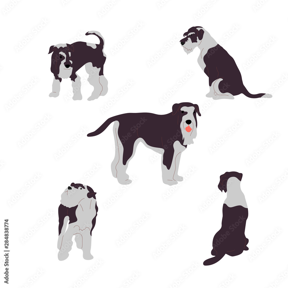 Set of terrier dogs, collection of dog poses. Isolated on white background. Flat style cartoon stock vector illustration..