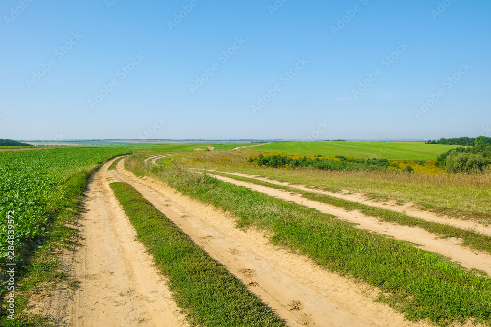 Deserted field road among hills with rapeseed and forest. Ukrainian nature. Copy space.