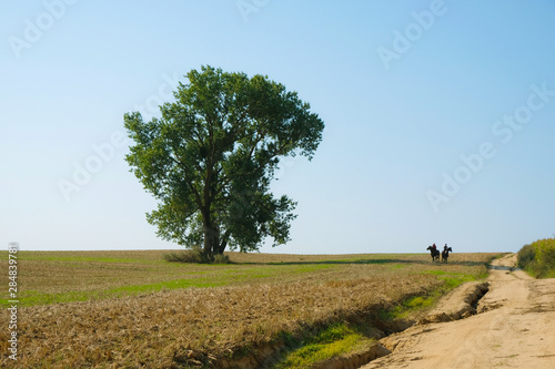 Field road with lonely tree and riders on the horizon. Ukrainian nature. Copy space.
