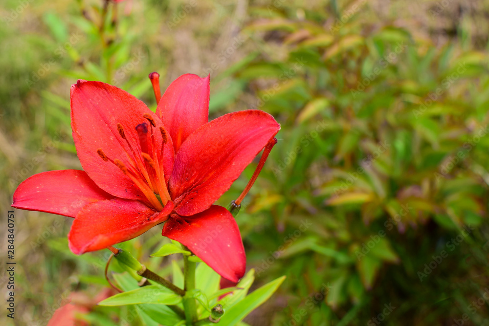 Flower of red lily on a green blurred background. Close-up. Copy space