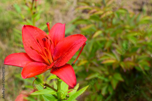 Flower of red lily on a green blurred background. Close-up. Copy space