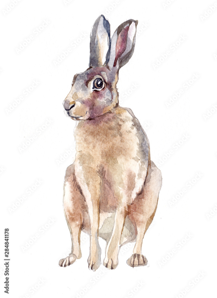 Obraz premium Watercolor single hare animal isolated on a white background illustration.