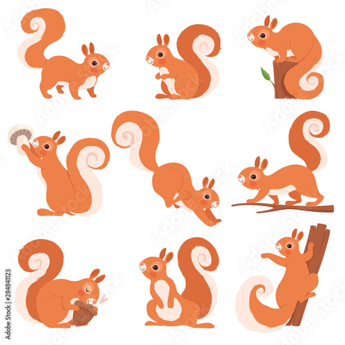 Cartoon squirrel. Funny forest wild animals running standing and jumping vector squirrel clip art collection. Squirrel wild, wildlife animal mammal illustration