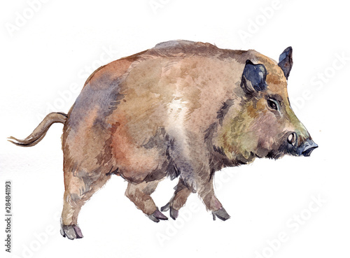 Canvas Print Watercolor single wild boar pig animal isolated on a white background illustration