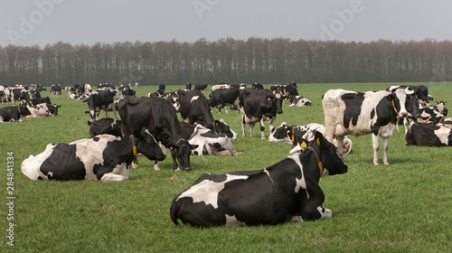Cows in Dutch meadow. Grazing. 
