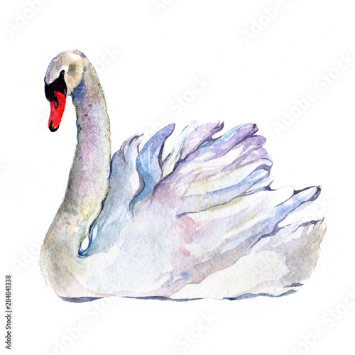 Watercolor single swan animal isolated on a white background illustration. photo