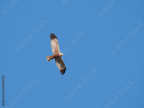 western marsh harrier Circus aeruginosus flying against clear blue sky