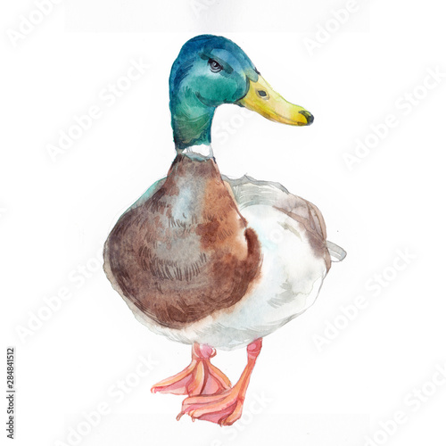 Watercolor single duck animal isolated on a white background illustration.