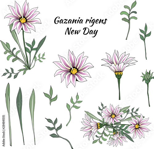 Vector set of pink flowers and green leaves on a white background. African Daisy, Gazania rigens. Vector illustration, brush, ornament for decoration and design.
