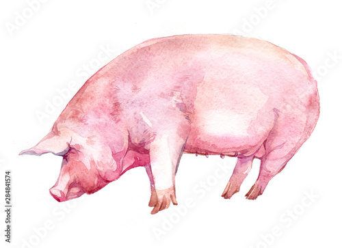 Watercolor single wild boar pig animal isolated on a white background illustration.