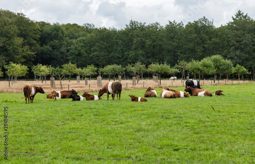 field with dutch belted cows in holland