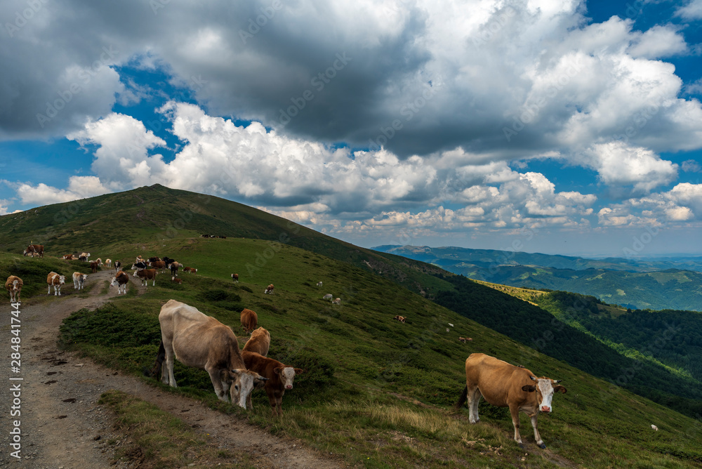 Summer landscape with cow grazing on fresh green mountain pastures. Summer landscape with cow grazing on fresh green mountain pastures.