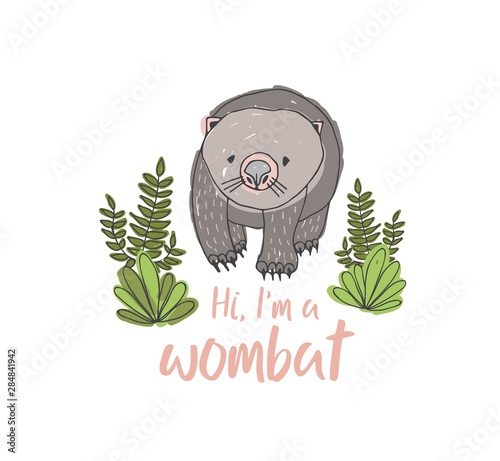 Wombat isolated on white background. Hand drawn portrait of cute wild marsupial animal and funny phrase. Exotic species, endemic fauna of Australia. Colorful vector illustration for apparel print.