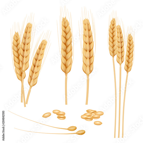 Wheat realistic. Agriculture healthy organic food golden grain vector wheat collection. Illustration of wheat organic, harvest seed, agriculture realistic