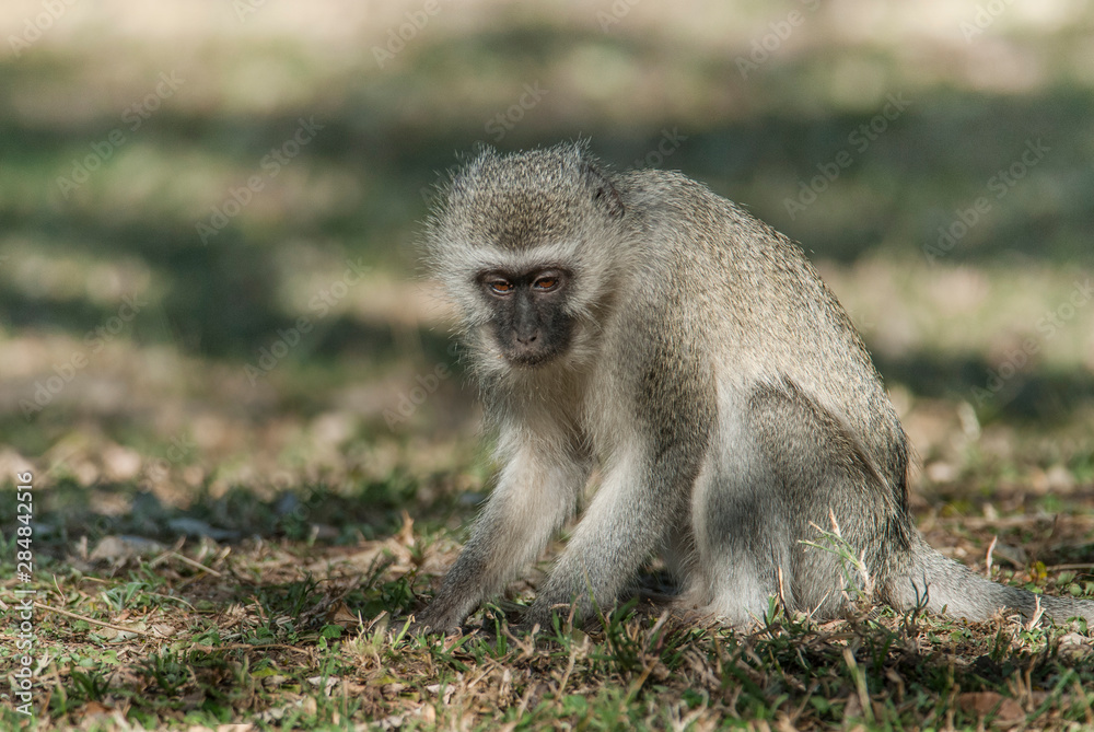 Vervet monkey,Kruger National Park,South Africa Vervet monkey,Kruger National Park,South Africa