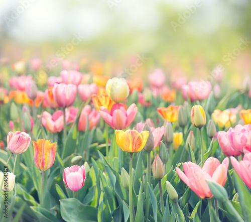 Tulip flowers meadow. Spring nature background