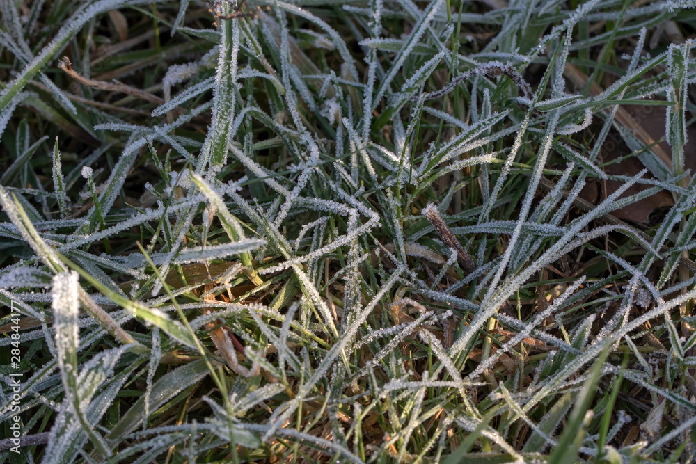 frostiges Gras