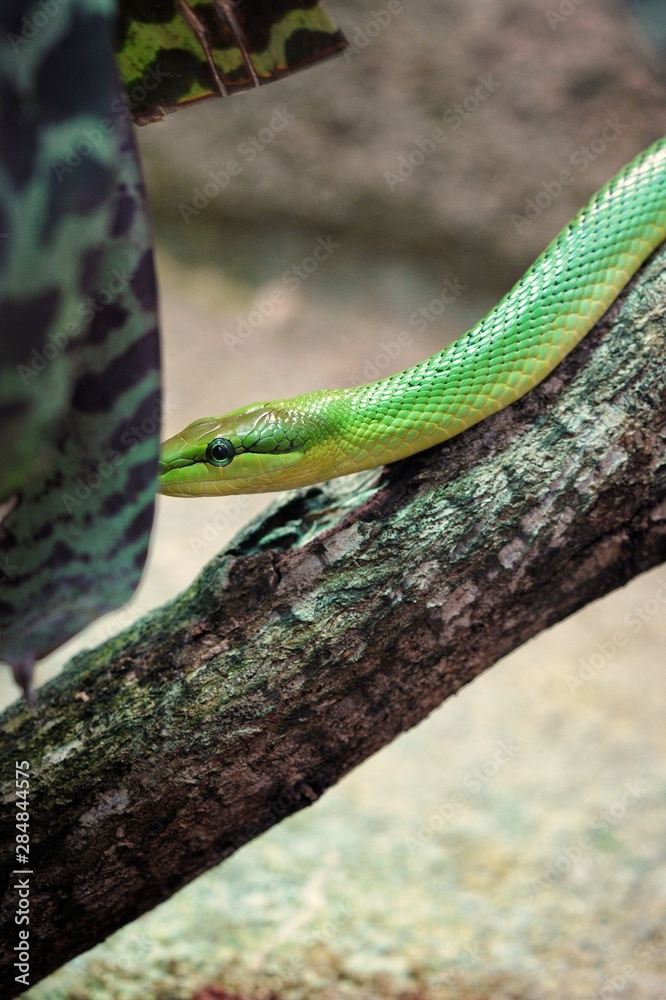 Serpent Serpent