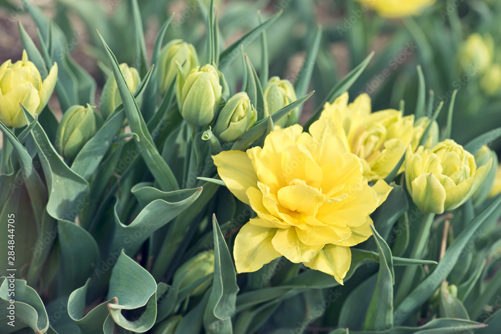 Tulip flowers meadow. Spring nature background Tulip flowers meadow. Spring nature background