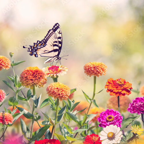 Swallowtail butterfly on colorful zinnia flowers
