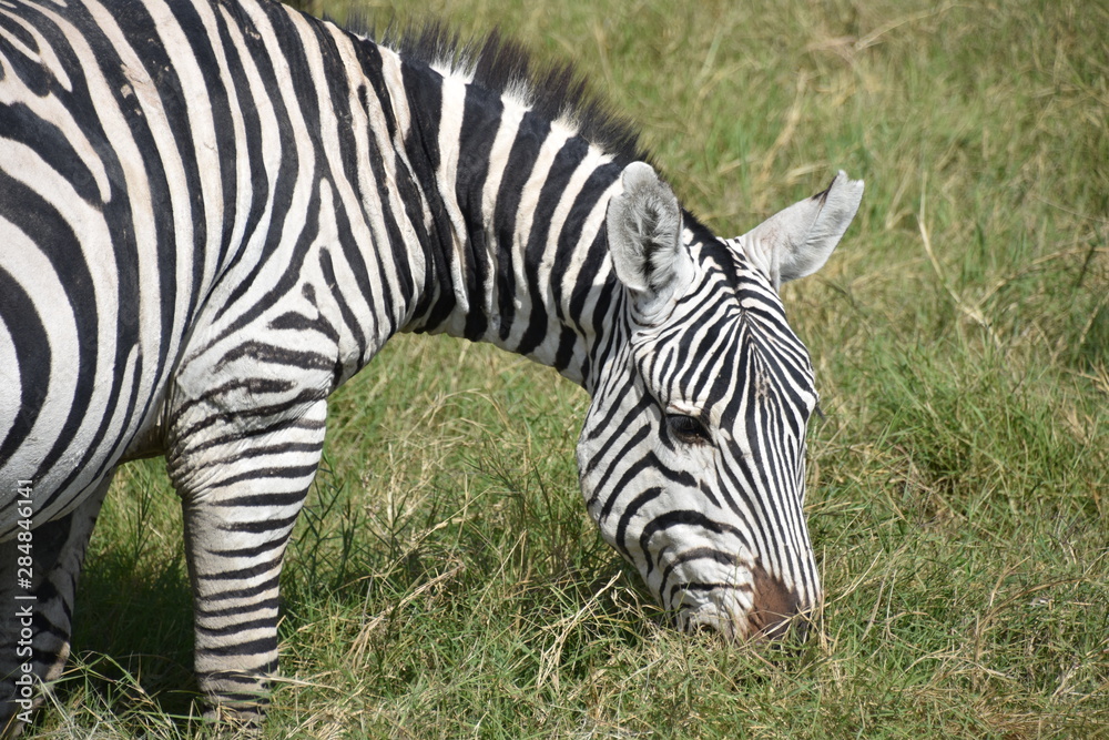Zebra Grazing, Medium Close-up, Amboseli, Kenya Zebra Grazing, Medium Close-up, Amboseli, Kenya
