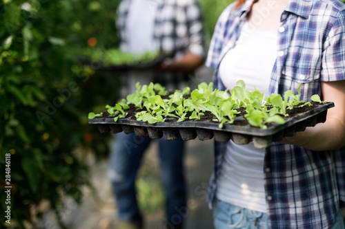 Two attractive young women working in greenhouse and planting seeds. © NDABCREATIVITY