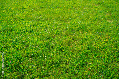 Green grass in a sunny park. Bright contrasting lawn.