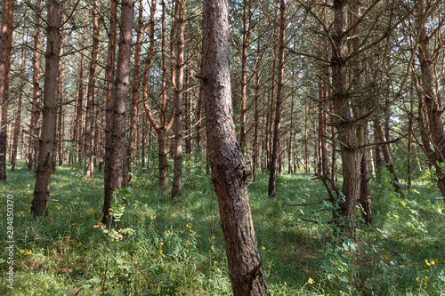 Fototapeta Naklejka Na Ścianę i Meble -  Pine trees in the forest