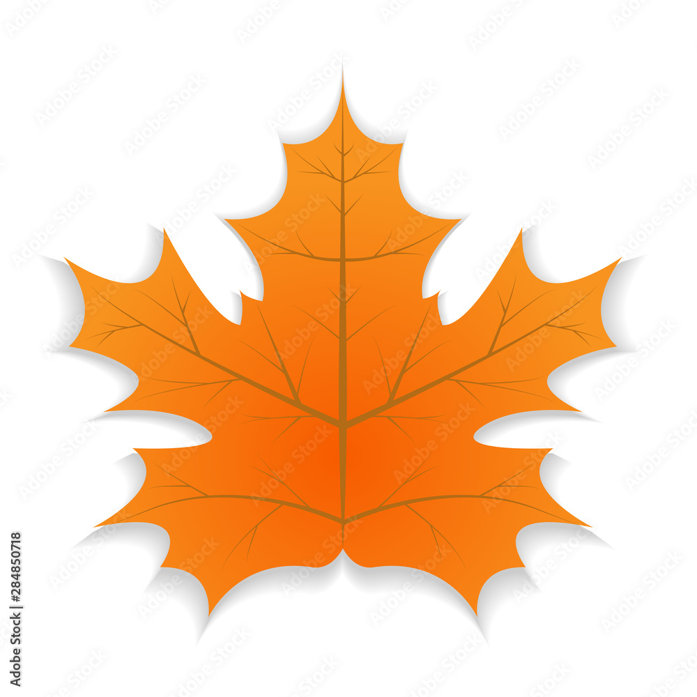 Fototapeta premium Signle Autumn leaf. Autumn maple leaf with shadow. Vector illustration