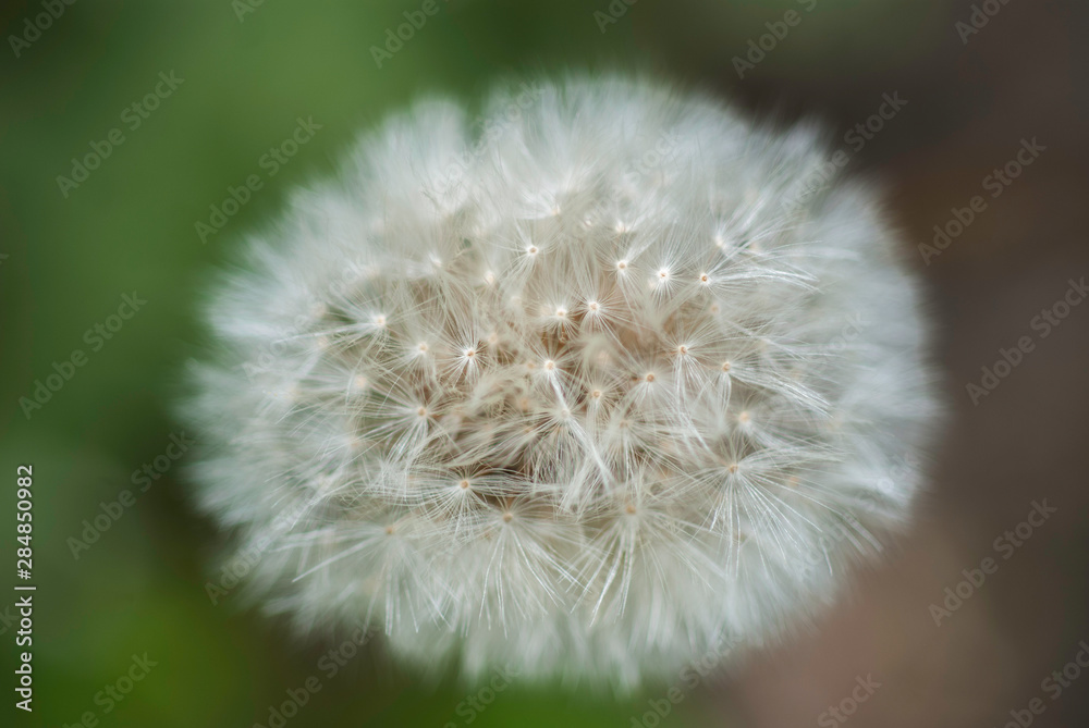 Fototapeta premium dandelion on green background