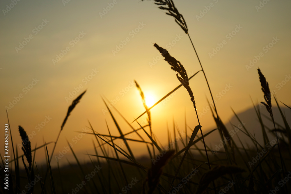 Obraz premium Grass flowers during the golden sunset in evening time.