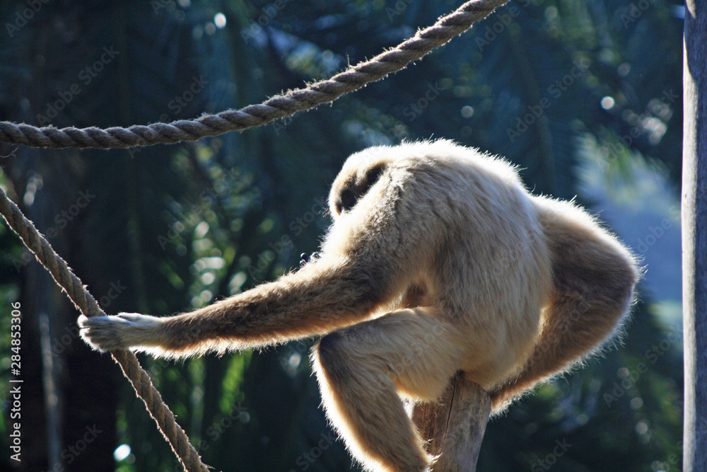 Naklejka premium Weisshandgibbon