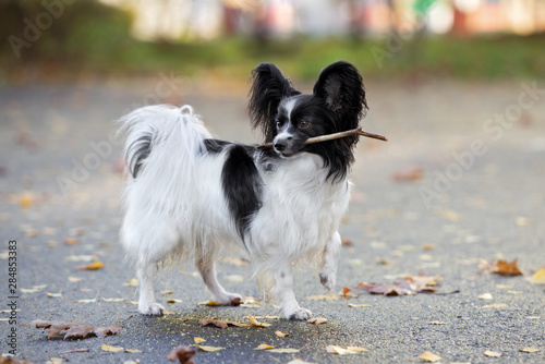 papillon dog holding a stick in mouth