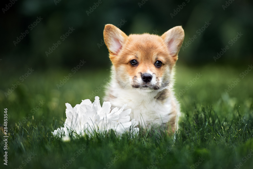 welsh corgi pembroke puppy posing oudoors welsh corgi pembroke puppy posing oudoors