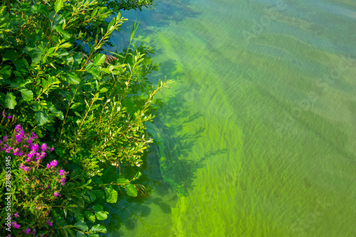 Water landscape with blue-green algae surface. Natural view of lake, swamp or river with blooming Cyanobacteria. It is world environmental problem and ecology concept of polluted nature.