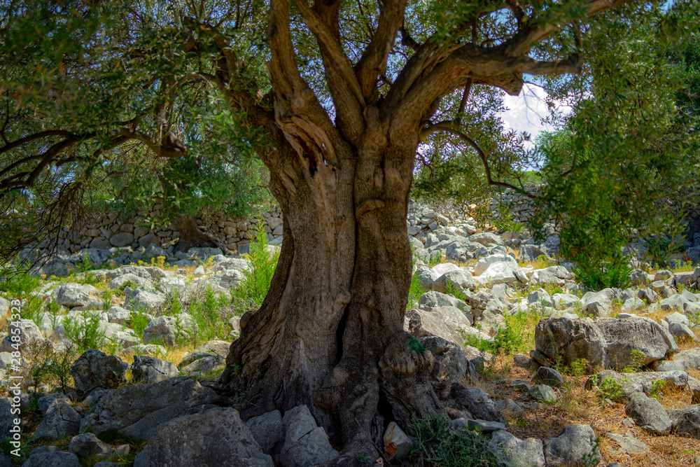 Obraz premium olive tree