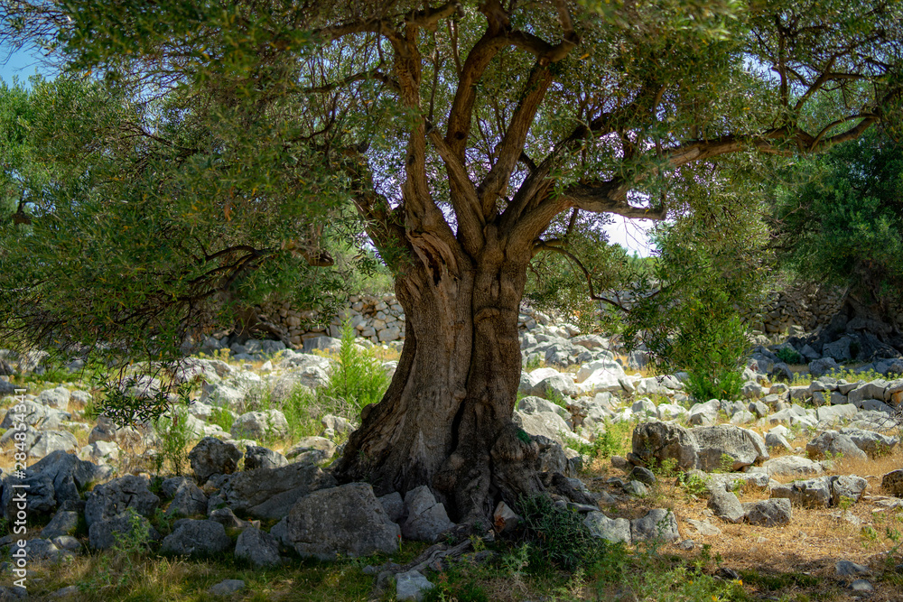 olive tree