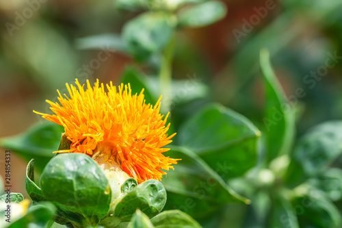 Safflower flowers in a field photo