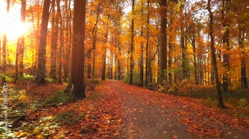 Wallpaper Mural Hiking in autumn forest with falling leaves, 4k. Nature background Torontodigital.ca