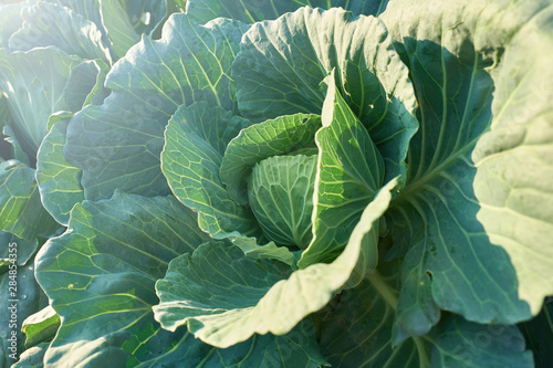 Close up green cabbage at organic garden with warm sunlight.