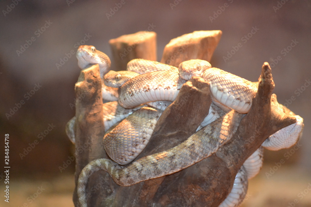 snakes Stock Photo | Adobe Stock