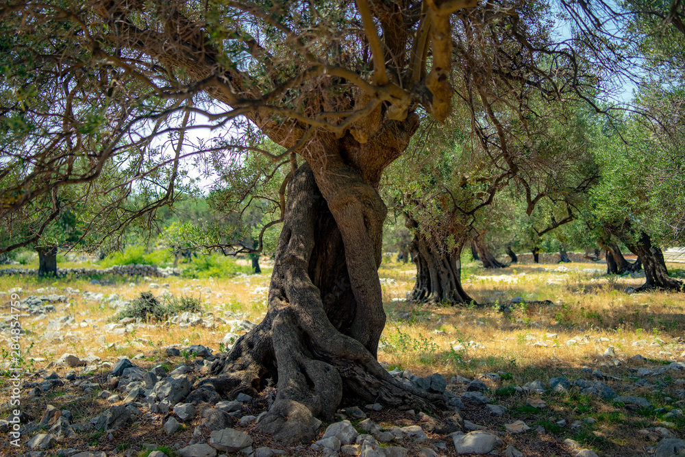Obraz premium olive tree