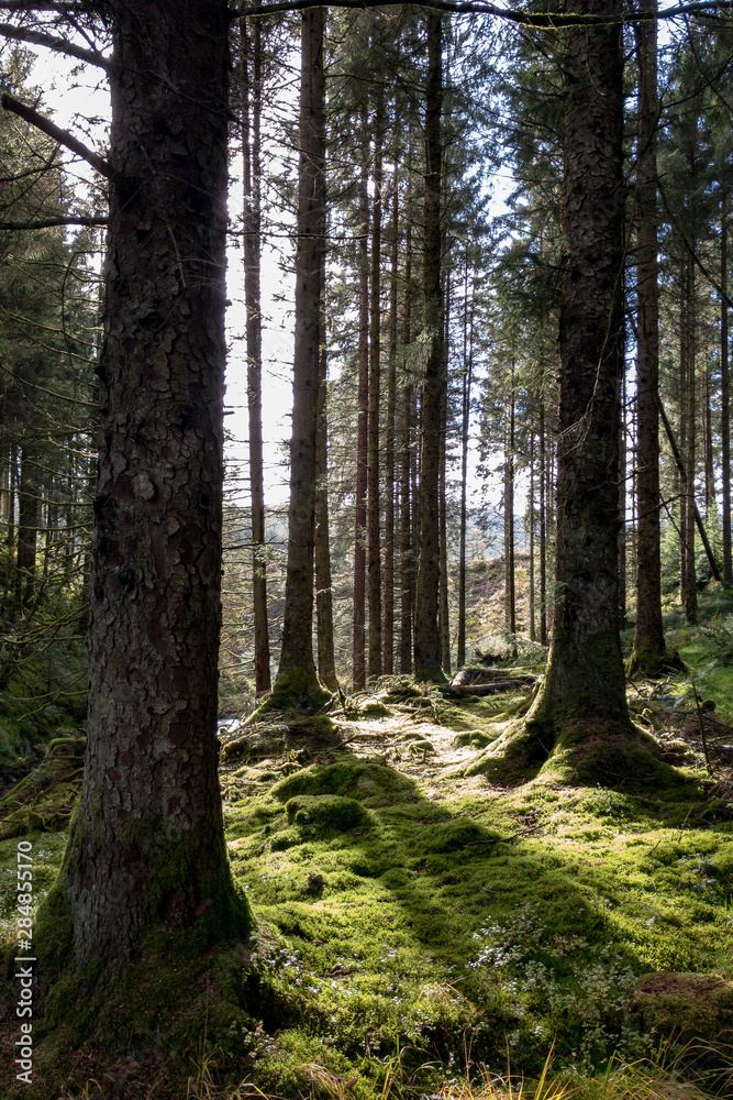 Obraz premium Sunlight through trees in Hafren Forest