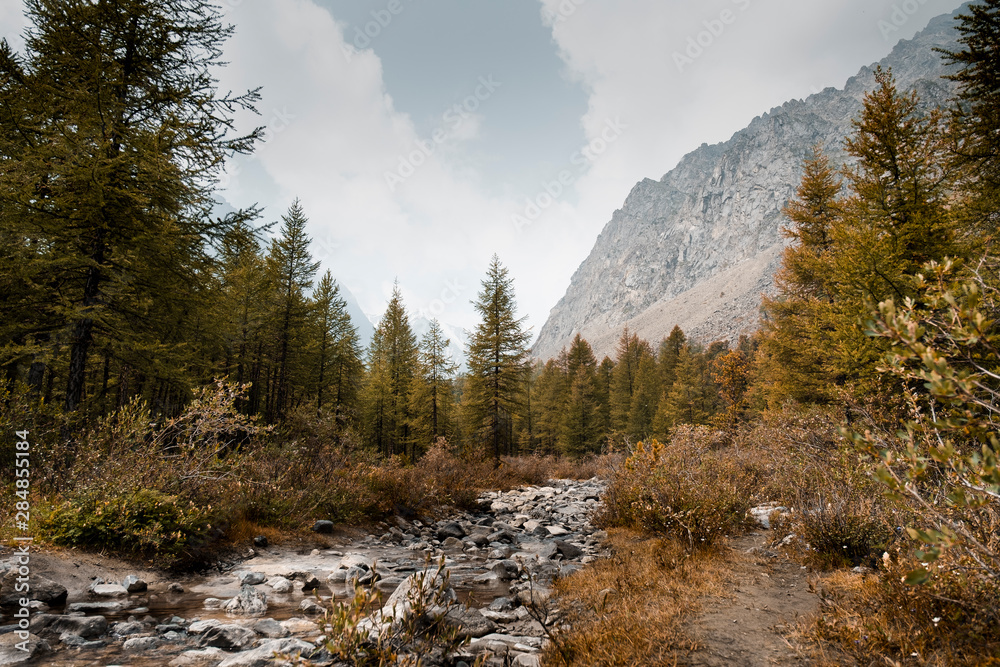 Autumn coniferous forest along the banks of a mountain river. Stone bottom of a shallow river. Round stones above the edge of clear water. Spruce near mountains foothills. The path along the river. Autumn coniferous forest along the banks of a mountain river. Stone bottom of a shallow river. Round stones above the edge of clear water. Spruce near mountains foothills. The path along the river.