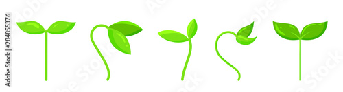 sprout plant green grass simple flat vector icon