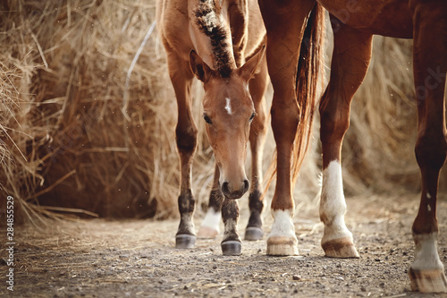 Portrait of a red foal with an asterisk on a forehead on the background of bales of hay.